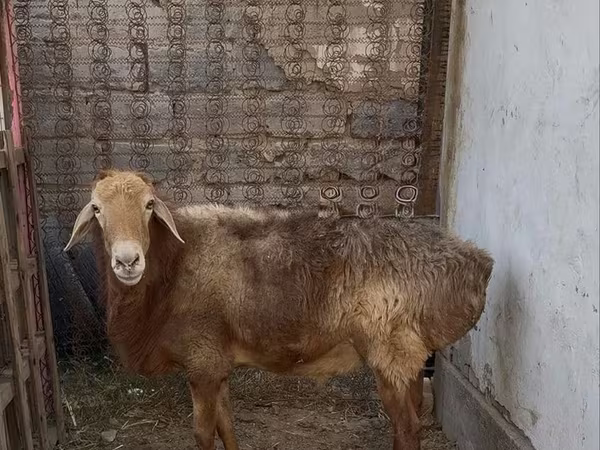 Beran, Edilbay sheep