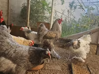 Brahma — foto 4
