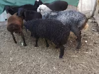 Beran, Arabi sheep — foto 8