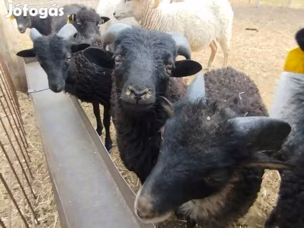 Баран, Ouessant sheep