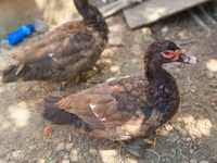 Ducks — photo 4