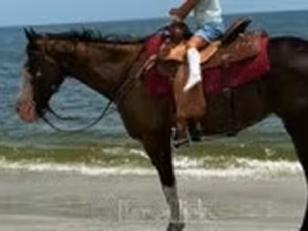 Madyan, American paint horse