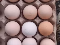 Australorp — Foto 1