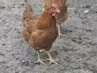galinha dinamarquesa — foto 3