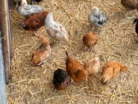 Chickens — الصورة 3