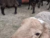 Beran, Hissar sheep — foto 1