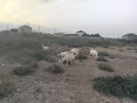 عنزة, الماعز — الصورة 1