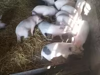 Säue, Schweine — Foto 1