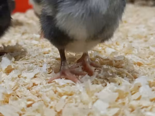 Chickens — Azerbaijan