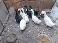 Ducks — photo 2