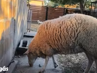 母羊, Sheep — 照片 1