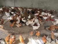 Chickens — الصورة 2