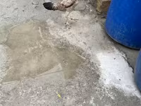 Chickens — Foto 3