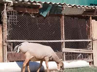 Sheep, Sheep — photo 2