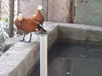 Ducks — photo 4