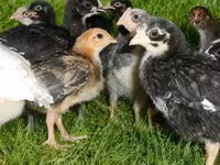 Chickens — 2-rasm