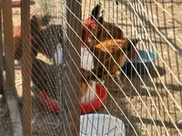 Chickens — الصورة 1