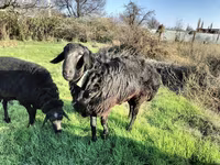 मेढ़ा, Tian-Shan semifinewool sheep — फ़ोटो 5