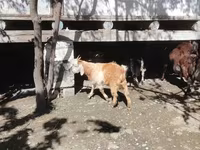 母山羊, Goats — 照片 4