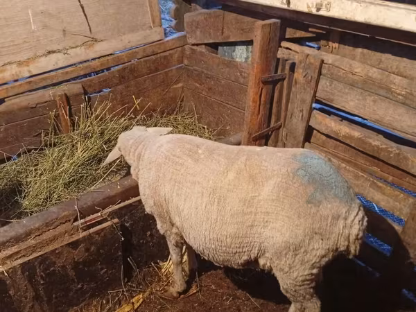 Ram, Merino sheep