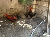 Chickens — foto 2