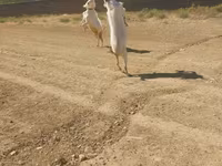Goats (batch, sex not specified), Goats — photo 4