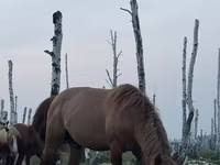 At, Kushum Horse — foto 4