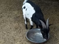 Ziegenbock, Nigerian dwarf goats — Foto 2