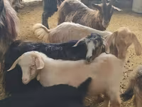 Goat, Goats — photo 7
