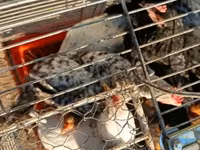 Japonský bantam — foto 3