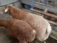 Sheep, Sheep — photo 2