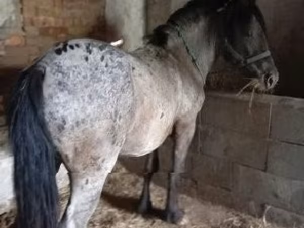 Aygʻir, Appaloosa