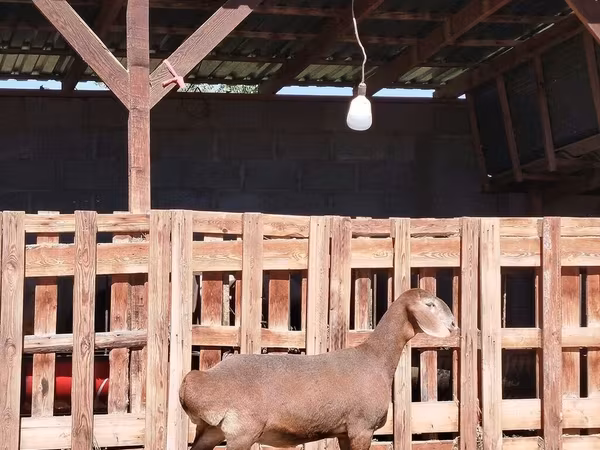 Goat, Nubian Goat