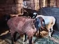 Qoʻchqor, Rhon sheep — 3-rasm
