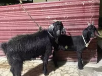 母山羊, Goats — 照片 4