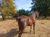 Égua, Standardbred — foto 4