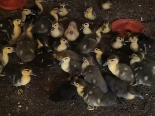 Ducks — Azərbaycan