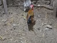 Chickens — Foto 2