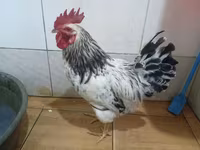 Chickens — foto 4