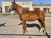 At, Kustanai horse — foto 4