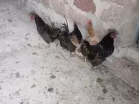 Ayam Cemani — Foto 2