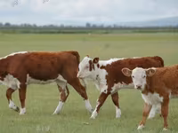 Buğa, Simmental cattle — foto 6