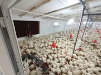Chickens — zdjęcie 4