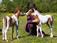 Caballo, American shetland pony — foto 1