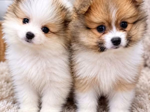 Pomeranian Spitz balaları – iki ədəd, eyni bala yuvasından