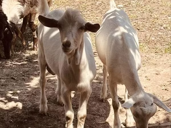 Kozel, Alpine goat