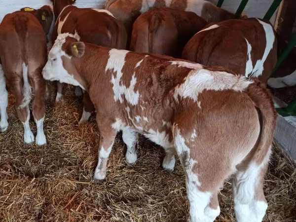 ВРХ (партія, стать не вказано), Simmental cattle