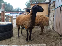 Qoç, Blackheaded Persian sheep — foto 4