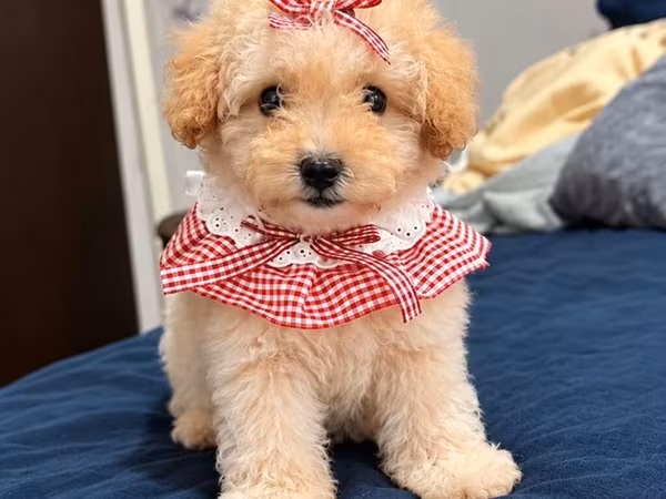 Toy pudel satılır - Cins: Toy Poodle peyvendı vurulub Qurt dermanı