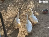 Ducks — zdjęcie 2